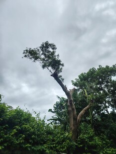 孤树挺立在葱郁林间