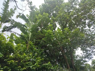 茂密丛林绿意盎然