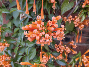 炮仗花