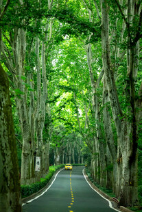 林间绿荫路清新自然景