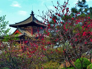 古亭映繁花
