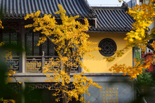 古建旁金黄灿烂的秋叶