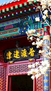 天津大悲禅院普渡迷津玉兰花