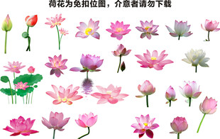 免扣荷花花朵