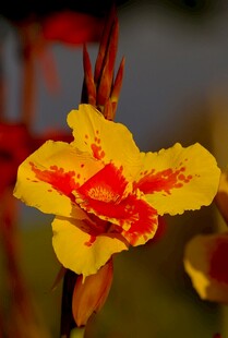 黄红相间美人蕉花朵特写