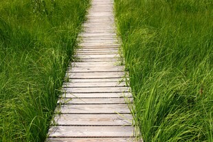 林间木栈道