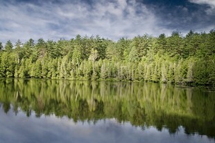 宁静森林湖畔美景