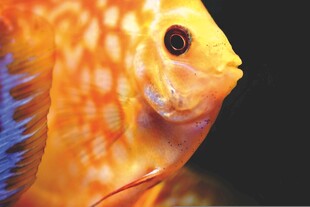 铁饼鱼