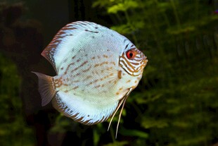铁饼鱼