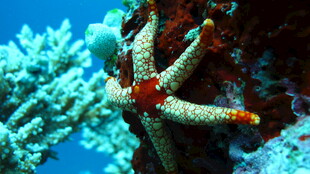 海底海星与多彩珊瑚