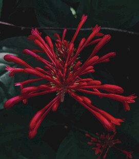艳丽红色花朵特写