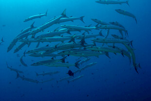 深海中鱼群与潜水员共舞
