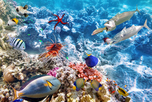 海底缤纷世界多彩海洋生物