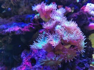 梦幻多彩的海洋珊瑚景观