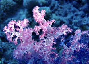 梦幻粉色珊瑚海底美景