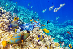 缤纷海底世界的多彩鱼类