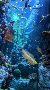 海底奇妙景观
