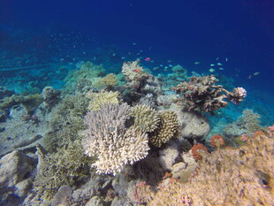 海底多彩珊瑚景观