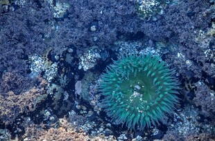 海底美丽的绿色海葵