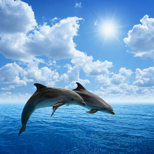 海豚跃出蔚蓝海洋