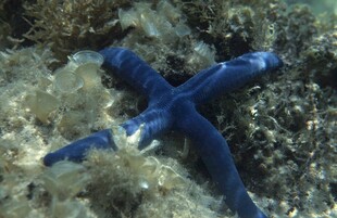 蓝色海星在海底岩石上