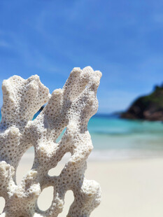 海边白色珊瑚景观
