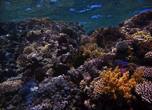 海底多彩珊瑚景观