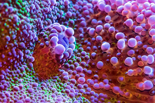 微观病毒结构特写