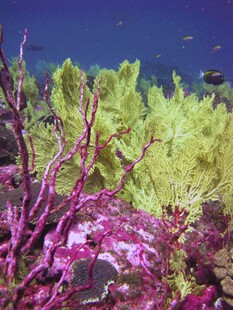 绚丽多彩的海底珊瑚景观