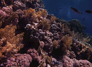 海底绚烂珊瑚景观