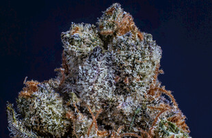 大麻植株特写