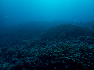 深海潜水员探索海底世界