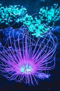 梦幻紫色海葵绽放