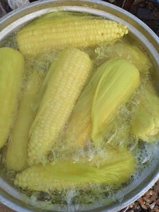 玉米