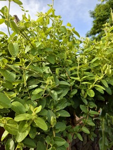 金银花