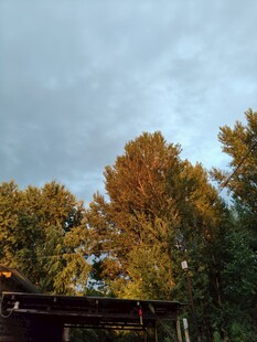 树