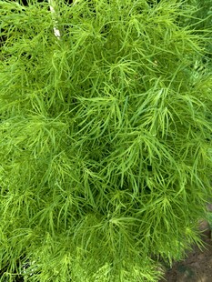 草