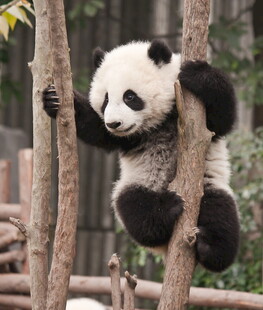 熊猫挂在树上憨态可掬