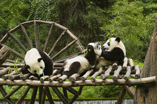 熊猫嬉戏于木架与水车旁
