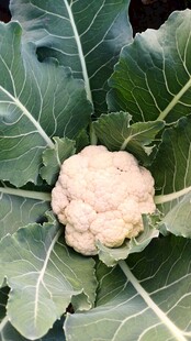 花菜 