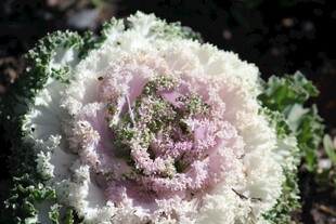 花菜  