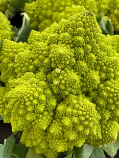 花菜 