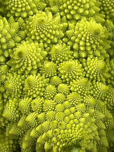 花菜  