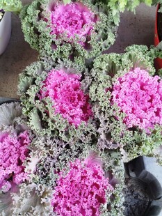 花菜  