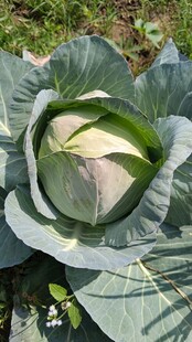 包菜 