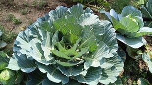 包菜 