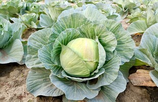 包菜  