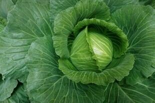 包菜  