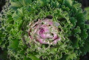 包菜  