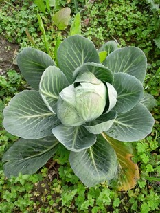 包菜  